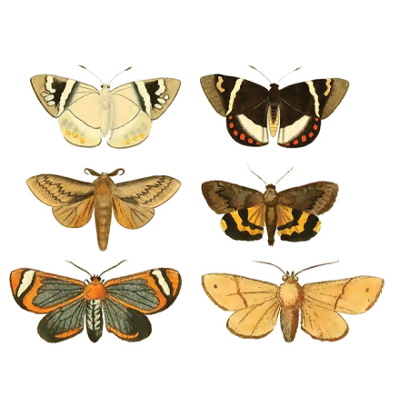 Olika mal - 25 mm - set av 24 st