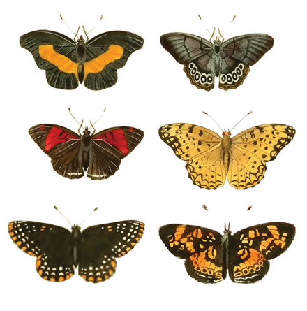 Olika Fj�rilar - 25 mm - set av 24 st