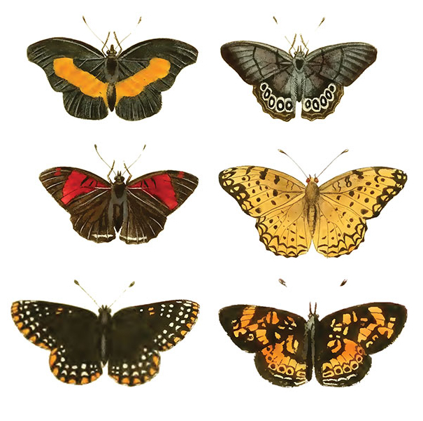 Olika Fj�rilar - 25 mm - set av 24 st