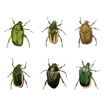 Olika skalbaggar - 25 mm - set av 24 st