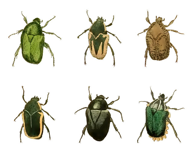 Olika skalbaggar - 25 mm - set av 24 st