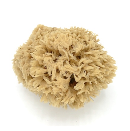 Natur svamp - Ullsvamp