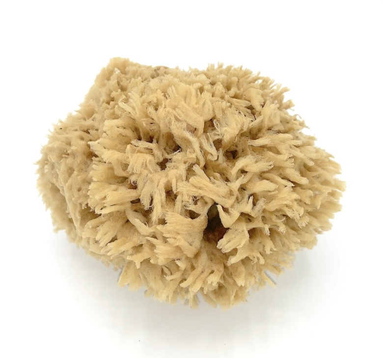 Natur svamp - Ullsvamp