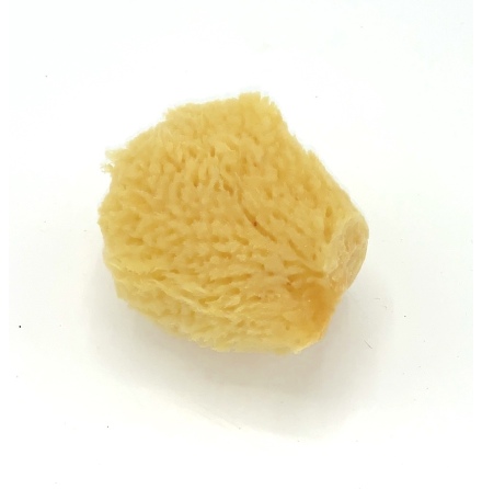 Natur svamp - Sidensvamp