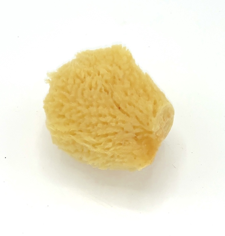 Natur svamp - Sidensvamp