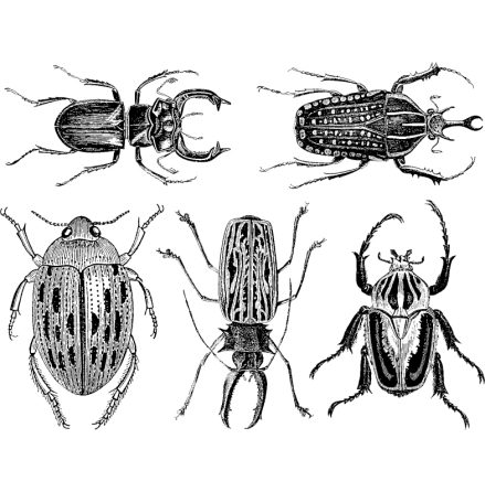 Stora skalbaggar - Guld