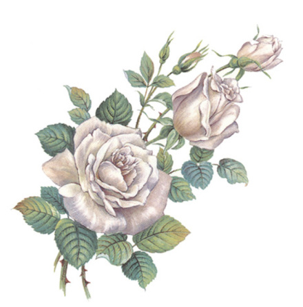 Silver ros - 75 mm - 5 st. 