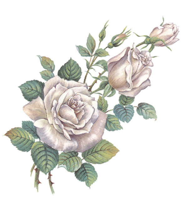 Silver ros - 75 mm - 5 st. 