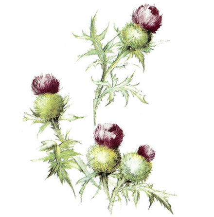 Tistel - 75 mm - 5 st.