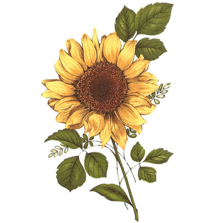 Solros - 70 mm - 2 st.