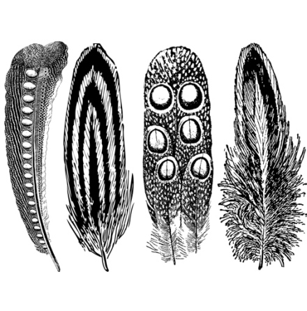 Fj�drar 2 - Platina