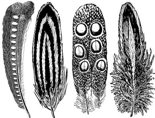 Fj�drar 2 - Platina