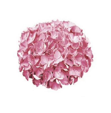 Hortensia - 90 mm - 1 st. 