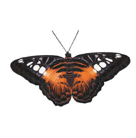 Svart/orange fj�ril 