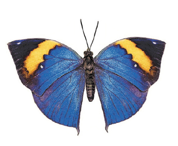 Bl�gul fj�ril - 45 mm - 4 st. 