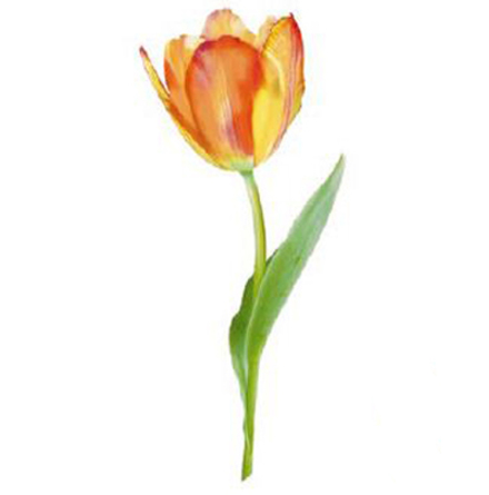 Tulpan 80 x 40 mm - 1 st. 