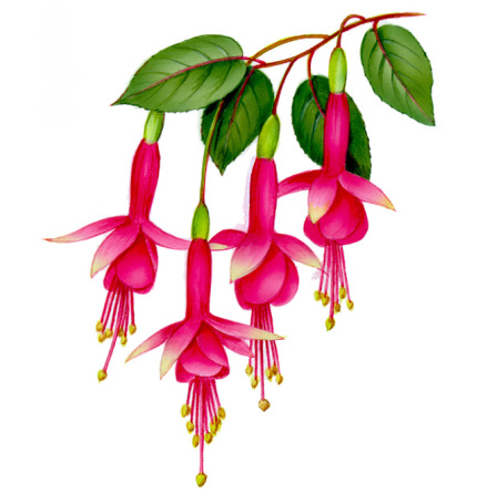 Gyllene fuchsia - 80 mm - 1 st. 