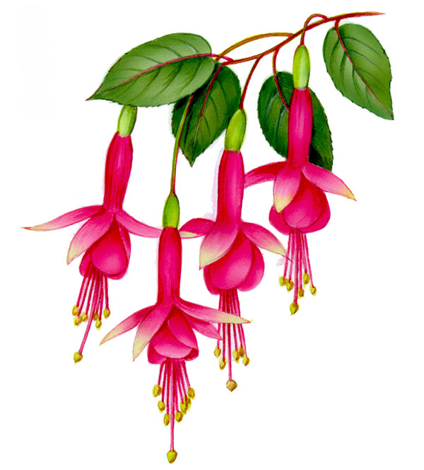 Gyllene fuchsia - 80 mm - 1 st. 