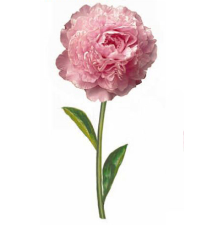 Pion 80 x 40 mm - 2 st. 