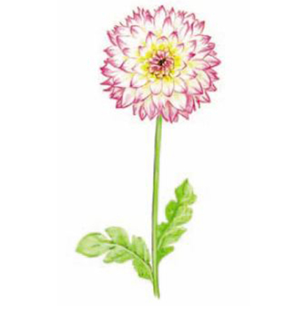 Dahlia 80 x 40 mm - 2 st. 