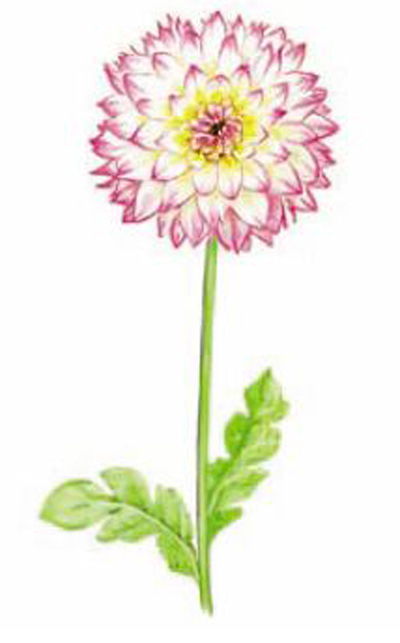 Dahlia 80 x 40 mm - 2 st. 