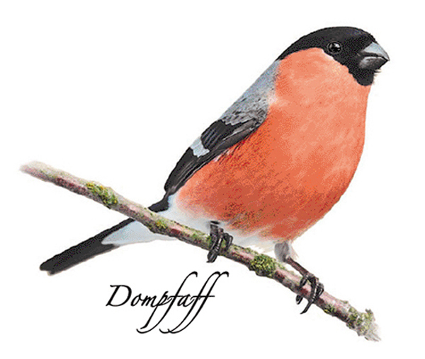 Domherre 70 mm - 1 st. 