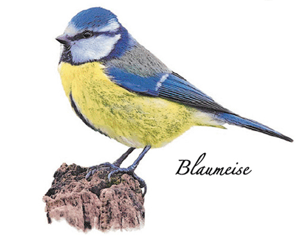 Bl�mes 70 mm - 1 st. 