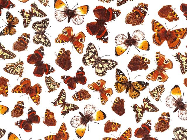 Fj�rilar I 70x50cm