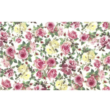 Rosa Rosor 70x50cm