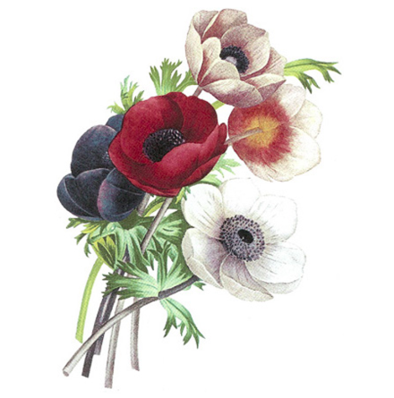 Anemon - 70 mm - 2 st.