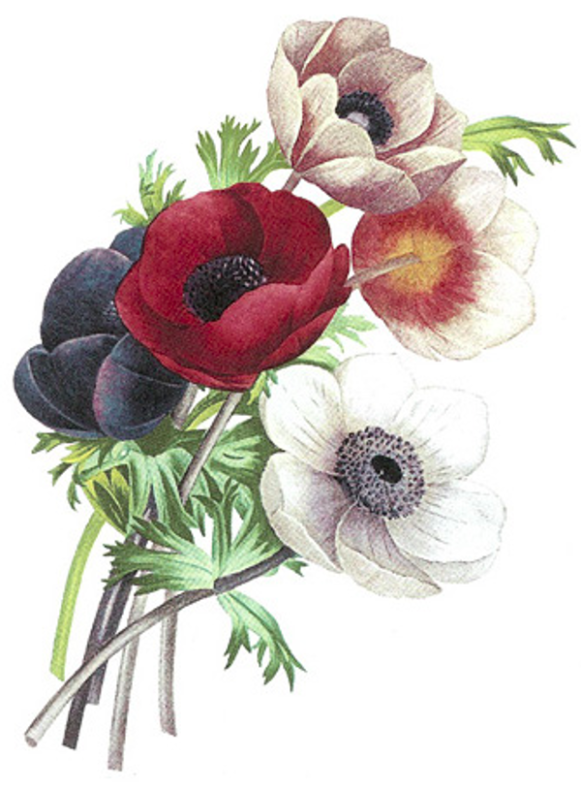 Anemon - 70 mm - 2 st.