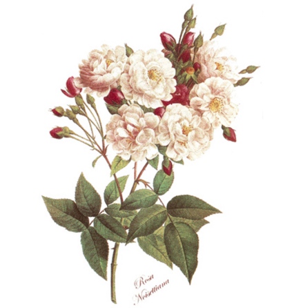 Buskros - 70 mm - 5 st.