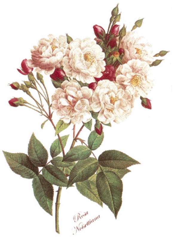 Buskros - 70 mm - 5 st.