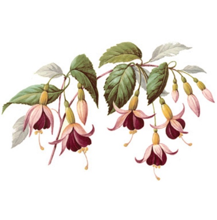 Fuchsia - 100 mm - 1 st. 