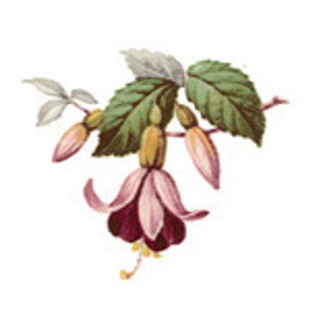 Fuchsia - 42 mm - 5 st. 