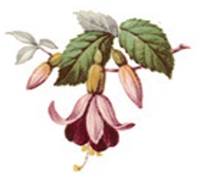 Fuchsia - 42 mm - 5 st. 