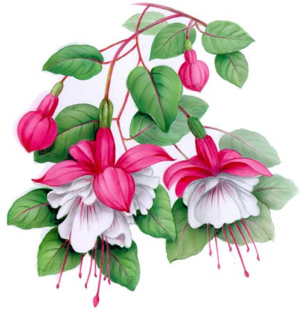 Fuchsia - 80 mm - 1 st. 