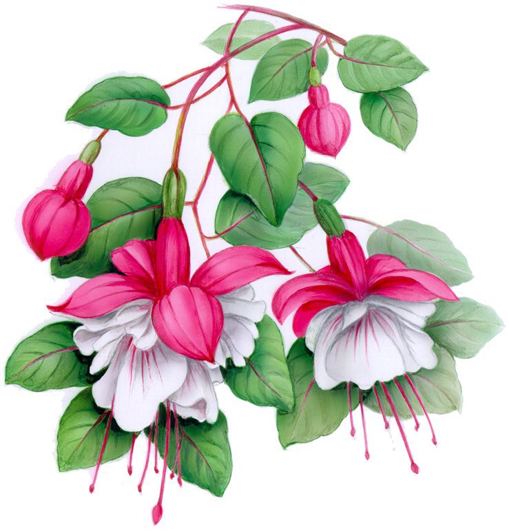 Fuchsia - 80 mm - 1 st. 