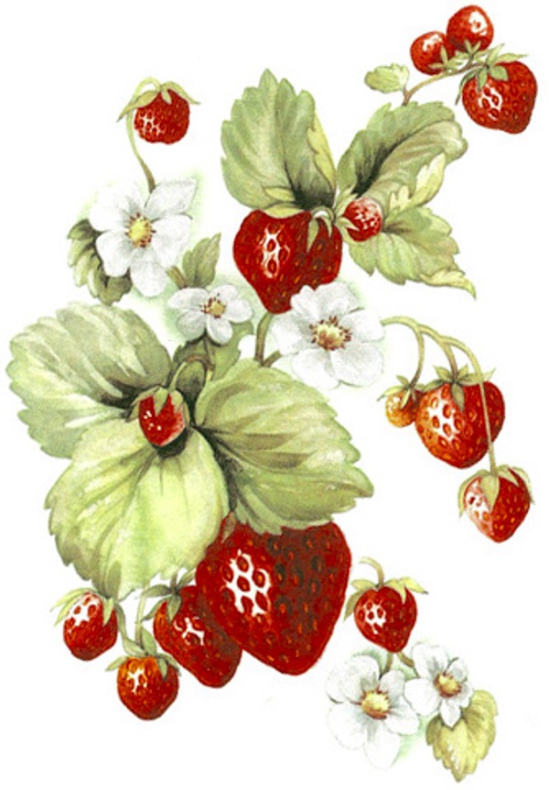 Jordgubbe - 5 st.