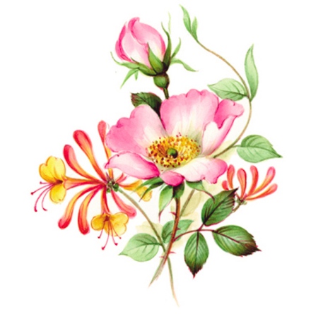 Kaprifol - 45 mm - 2 st. 