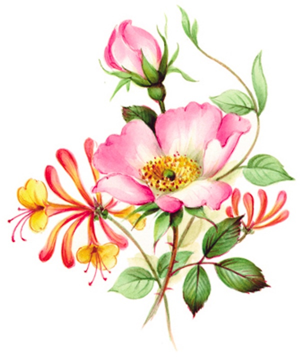 Kaprifol - 45 mm - 2 st. 