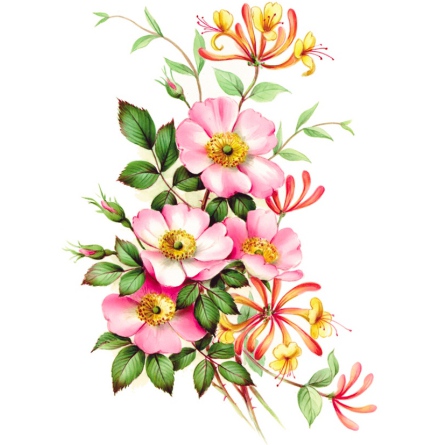 Kaprifol - 75 mm - 2 st. 