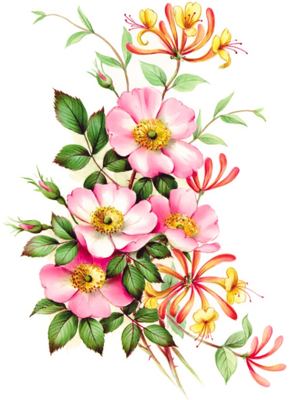 Kaprifol - 75 mm - 2 st. 