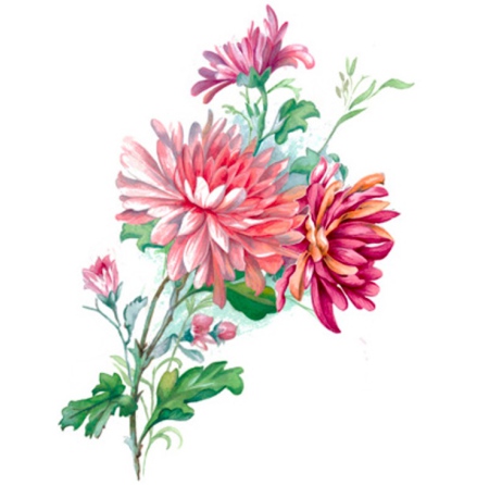 Krysantemum - 100 x 68 mm - 1 st.