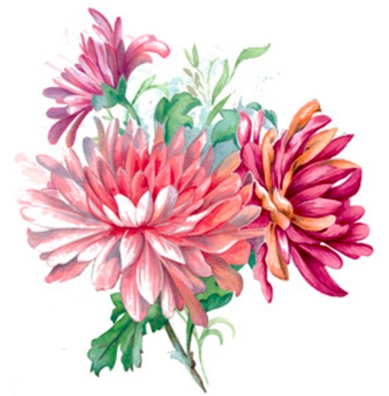 Krysantemum - 75 mm - 5 st.