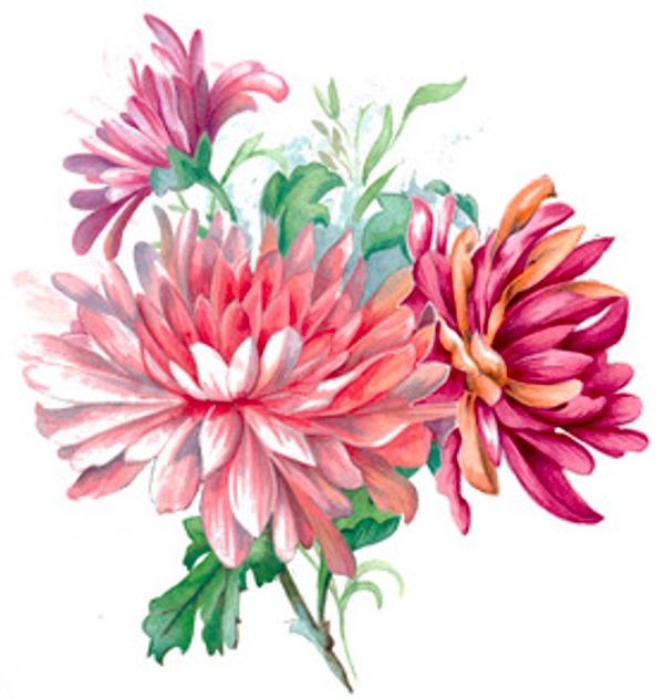 Krysantemum - 75 mm - 5 st.