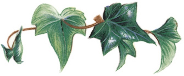 Murgr�na - 70 mm - 5 st.