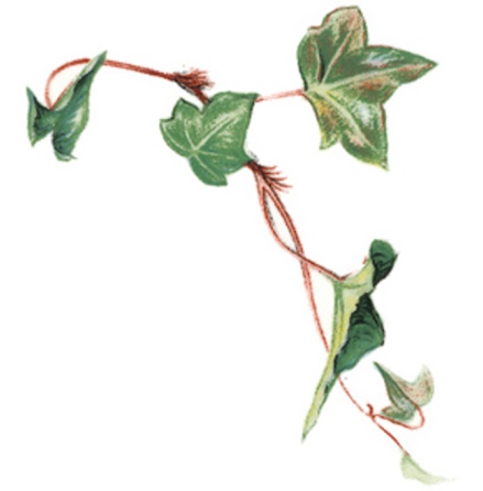 Murgr�na - 75 mm - 5 st.