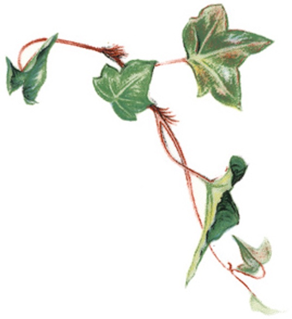 Murgr�na - 75 mm - 5 st.