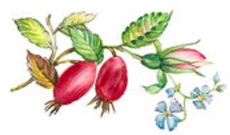 Nypon - 30 mm - 6 st.